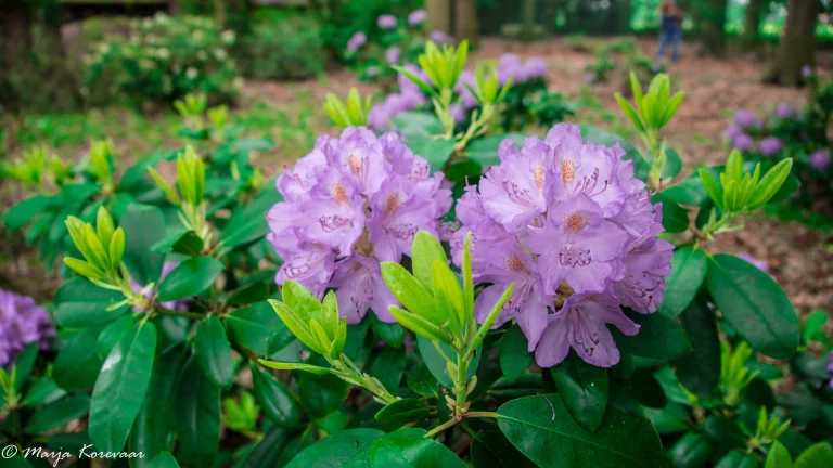 Bloem foto's (3)