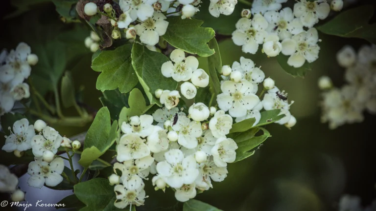 Bloem foto's (4)