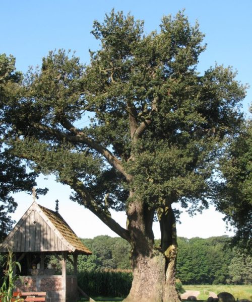 Tubbergen Kroezeboom